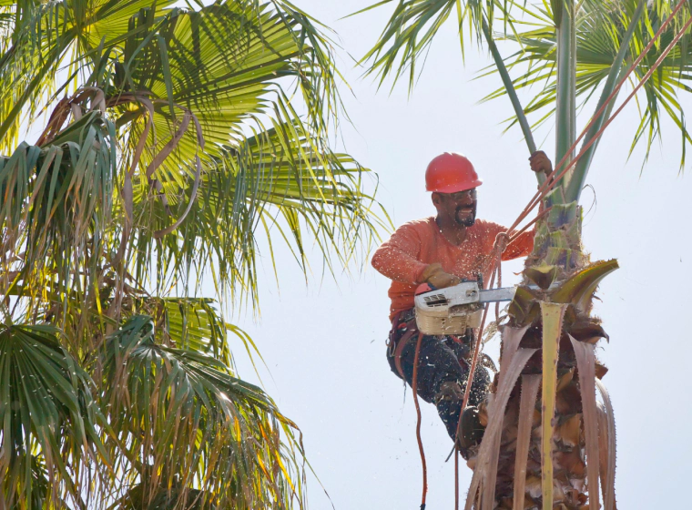 palm tree removal