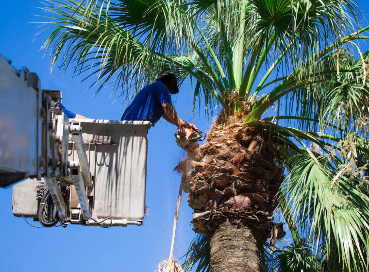 palm tree trimming